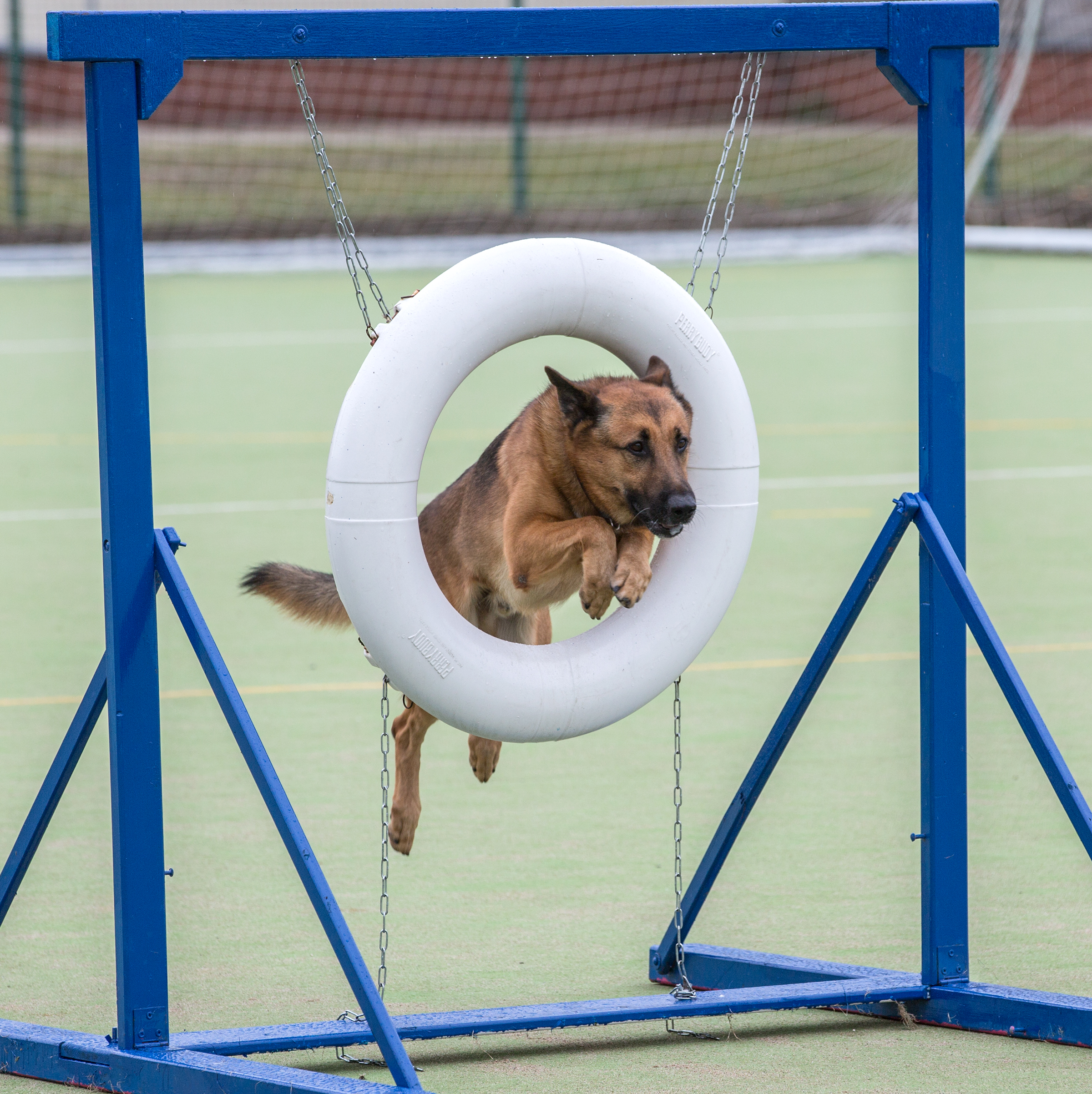 Dog jumps through Obstacle course ring.